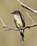 Eastern Phoebe 0349